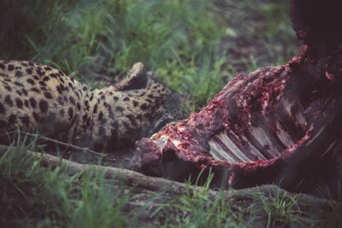 Ilmainen kuvapankkikuva tunnisteilla eläin, iso kissa, leopardi