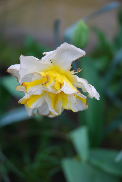 A yellow and white flower with green leaves