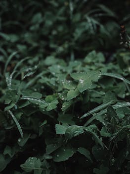 Lush green foliage with glistening raindrops, showcasing nature's tranquility.