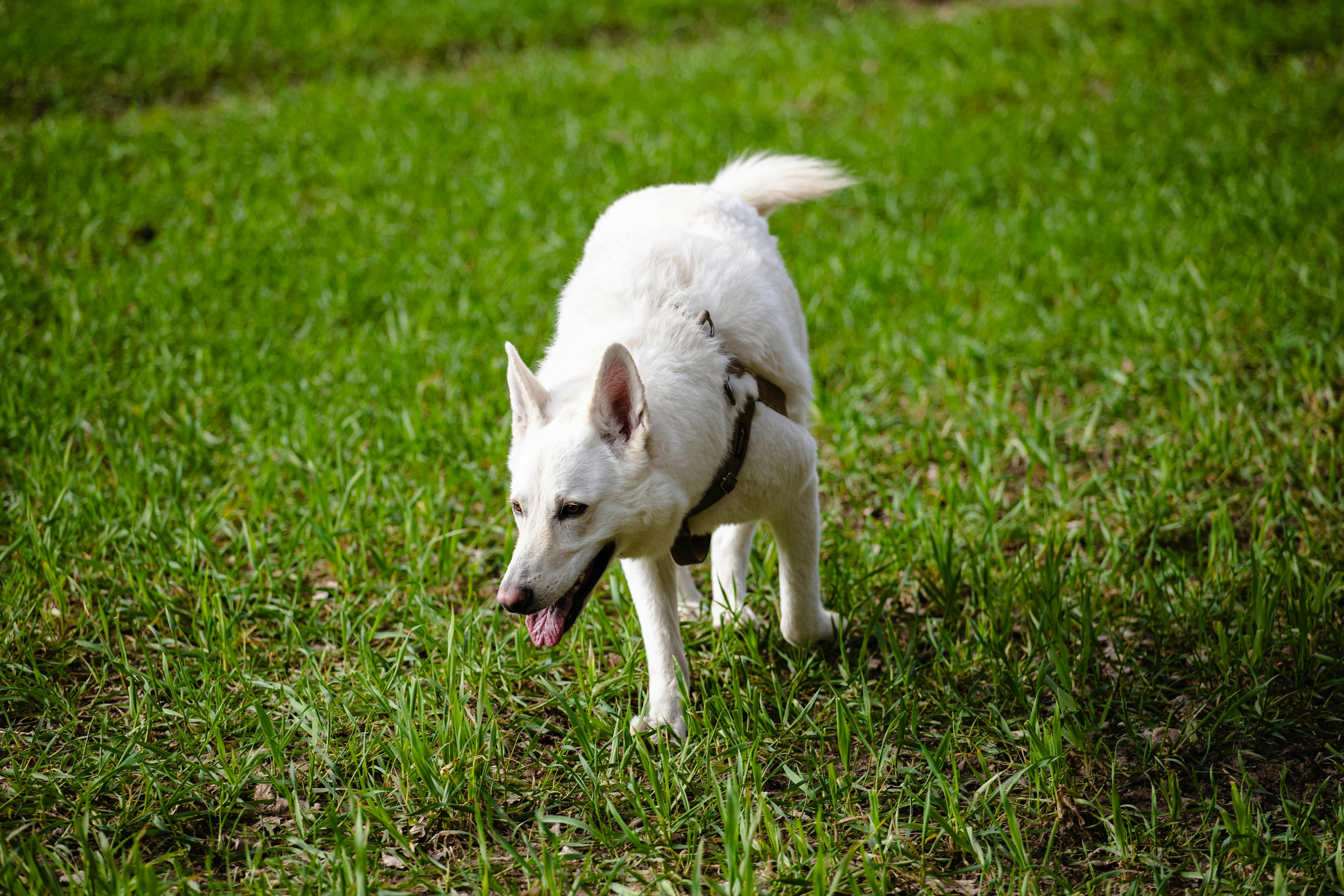 A white dog on a harness walking on vibrant green grass during daytime.