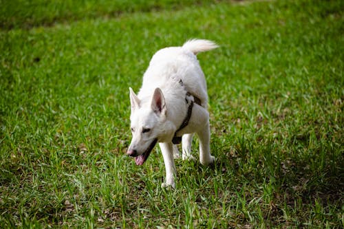  White Swiss shepherd dog plays in the field on a farm