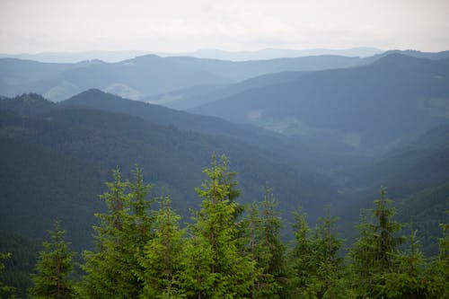 Foto d'estoc gratuïta de alps, arbres, Àustria