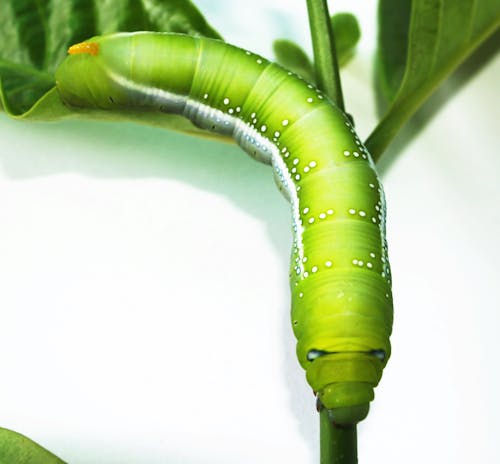 Free Green Caterpillar Stock Photo