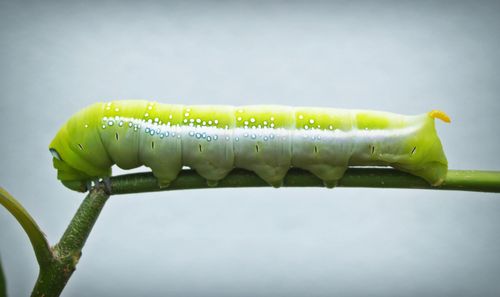 Free Detailed close-up of a green caterpillar resting on a plant stem. Stock Photo