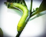 Green Caterpillar