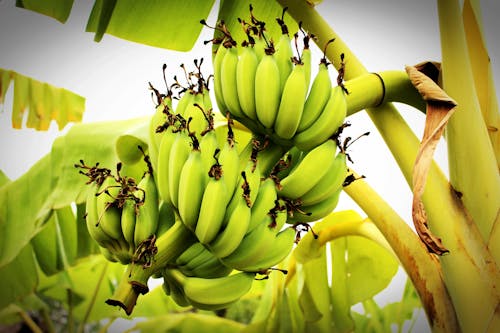 Free Green Banana Tree Stock Photo