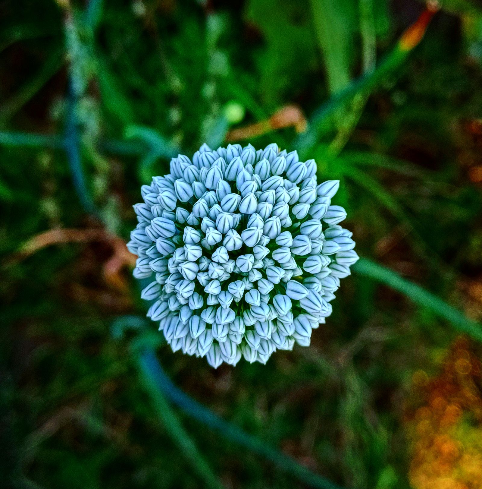 Photo Fleur Rond Round Flower Photos, Download The BEST Free Round Flower Stock Photos ...