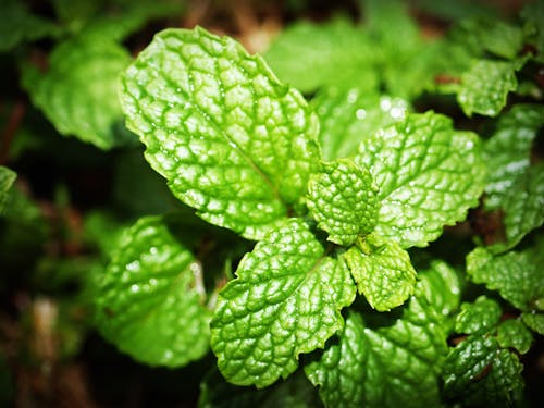 Foto stok gratis aromatik, daun mint, Daun-daun