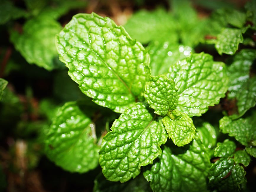 10 Herbs for Healthy Lungs To Clear Mucus & Viruses