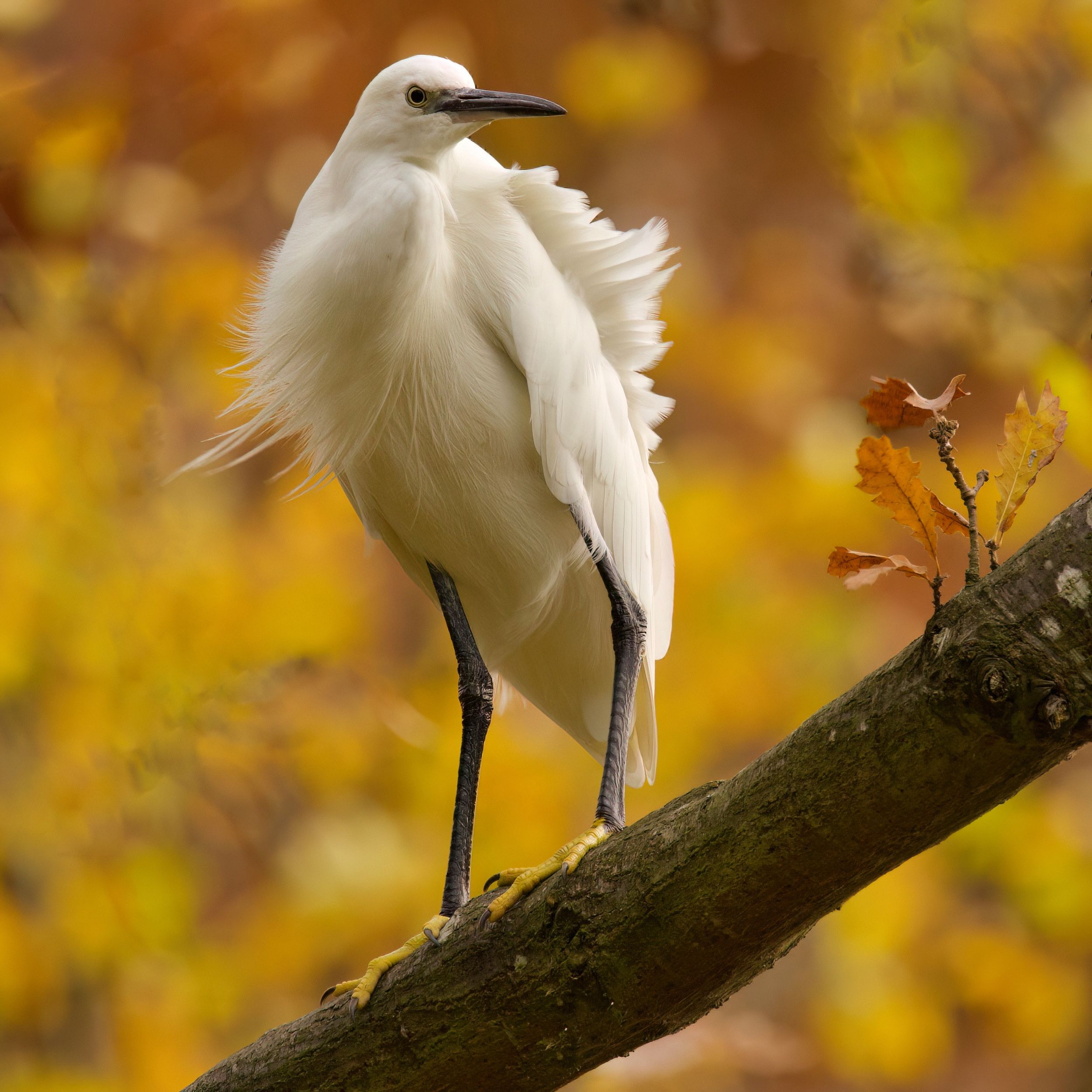 Close-up of a great egret displaying plumage against vibrant fall foliage.