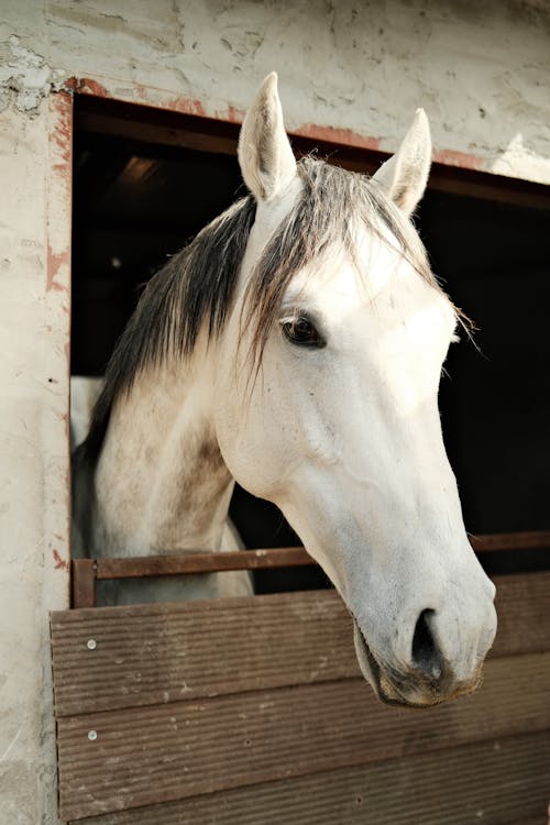 Free A white horse looking out of a stable door Stock Photo