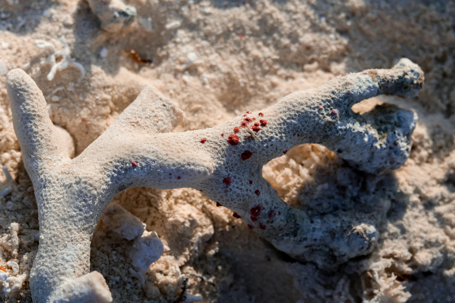 A high-resolution close-up of coral on the sand in Dependencias Federales, Venezuela.