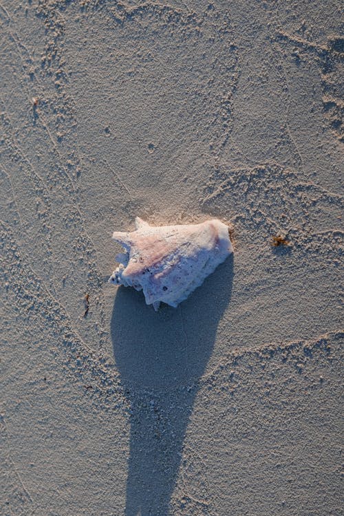 Foto profissional grátis de areia, caracol marinho, litoral