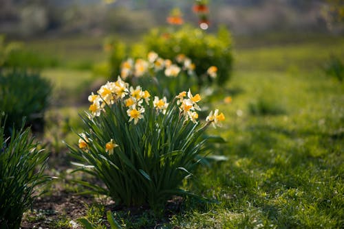 Yellow crocuses