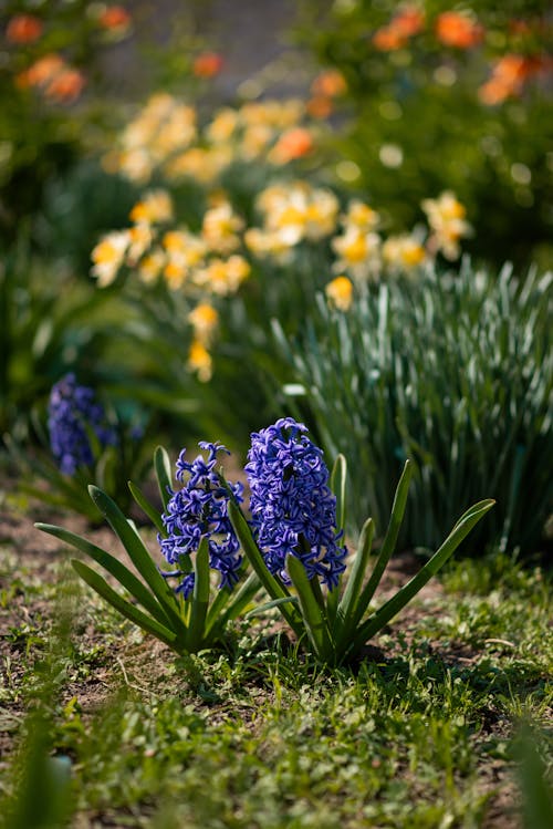 꽃, 농촌의, 봄의 무료 스톡 사진