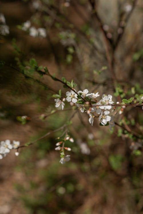 Ingyenes stockfotó ágak, fa, fehér virágok témában