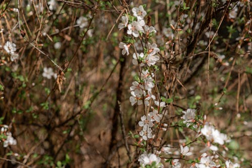 Darmowe zdjęcie z galerii z wiosenne kwiaty