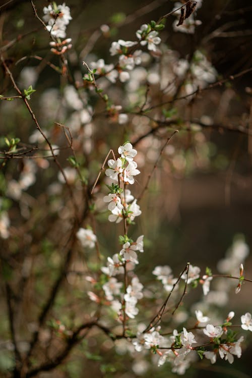 Darmowe zdjęcie z galerii z kwiat wiosny, kwiaty