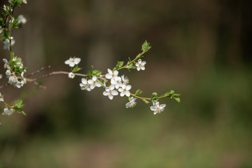 Immagine gratuita di albero, avvicinamento, fiore di ciliegio
