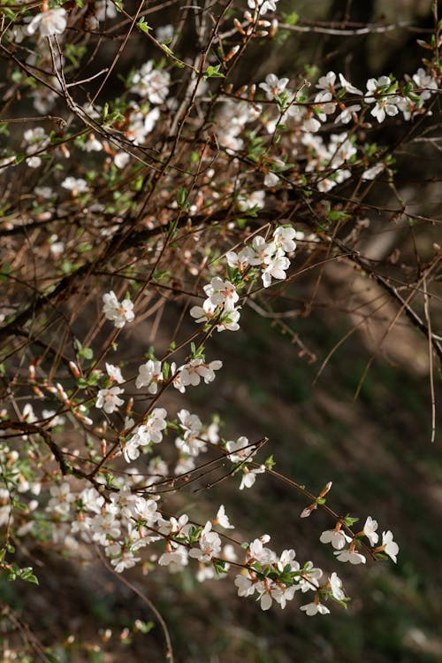 Immagine gratuita di albero, albicocca, apple