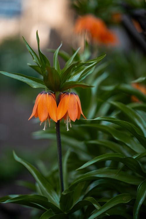 Spring flowers Fritillaria