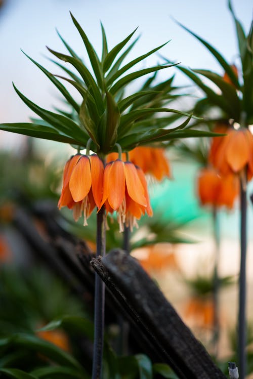 Darmowe zdjęcie z galerii z fritillaria, kwiaty, pomarańcza