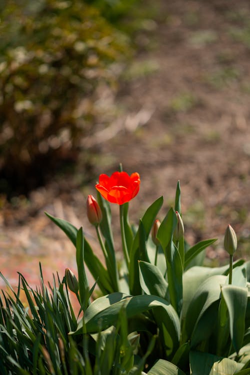 Darmowe zdjęcie z galerii z tulipan