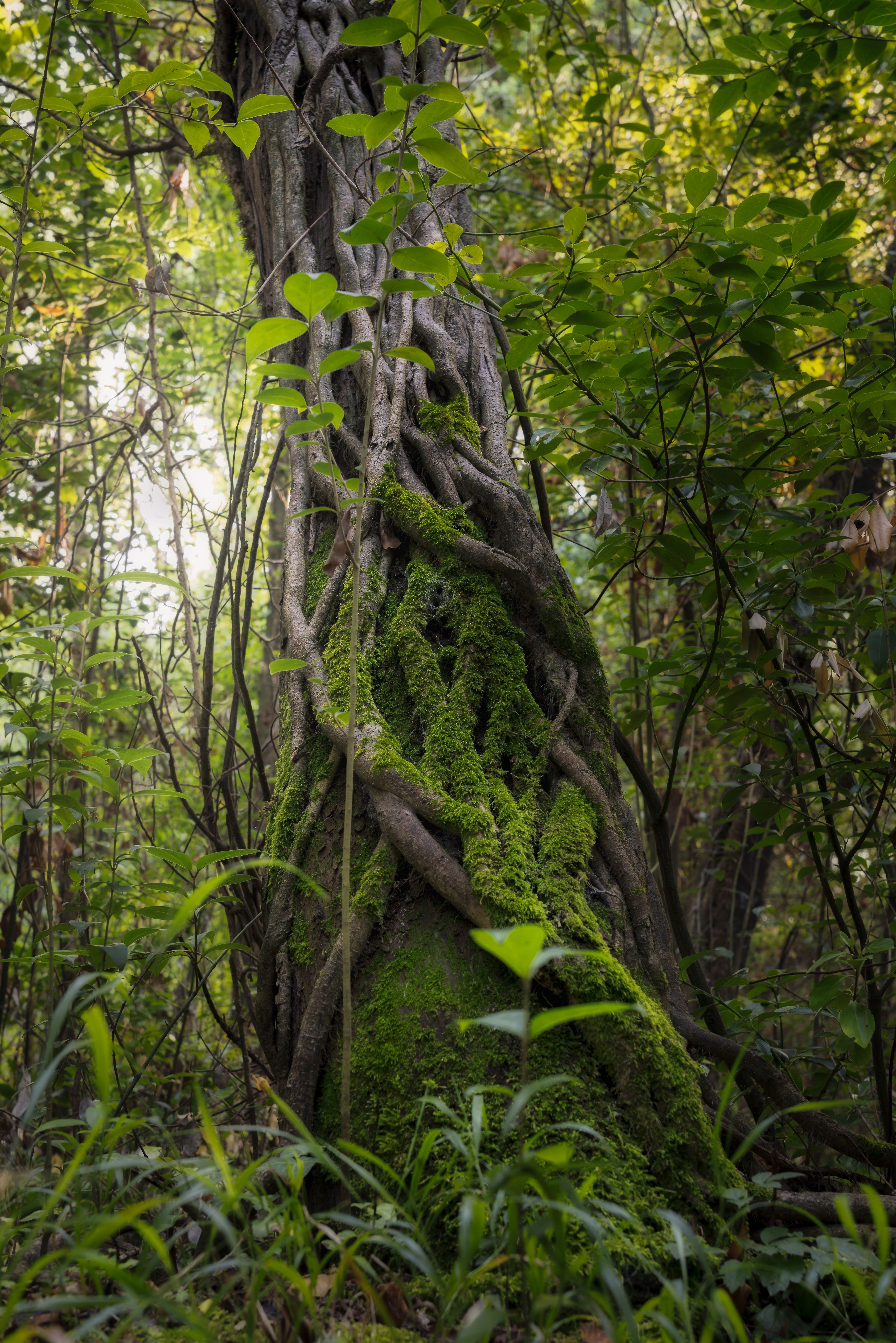 View of Lush Trees and Shrubs in a Forest · Free Stock Photo
