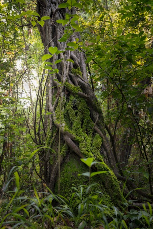 Immagine gratuita di abbaiare, albero, avventura nella foresta
