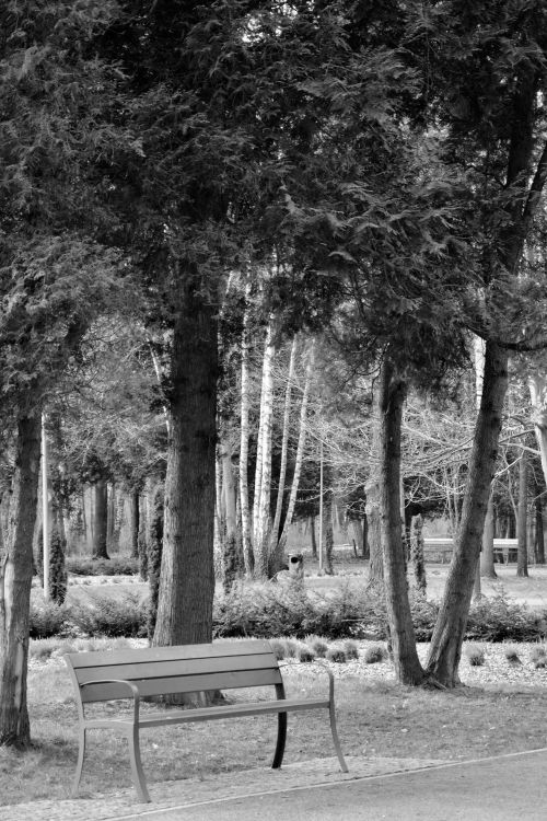 Free Black and white photo of a serene park in Będzin, Poland with trees and a bench. Stock Photo