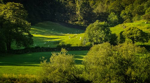 Foto profissional grátis de árvores, ecológico, flora