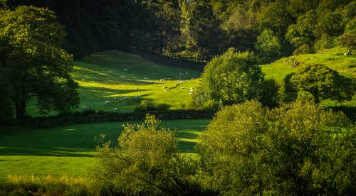 Free A serene landscape depicting green hills with sheep grazing under sunlight, surrounded by trees. Stock Photo