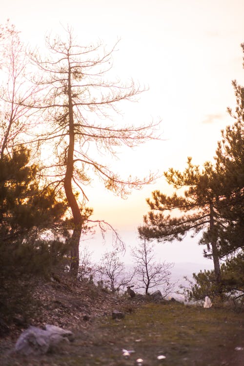 Free A man is walking through the woods at sunset Stock Photo