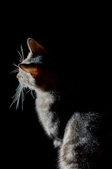 A captivating studio shot of a cat with dramatic shadows on a dark background.