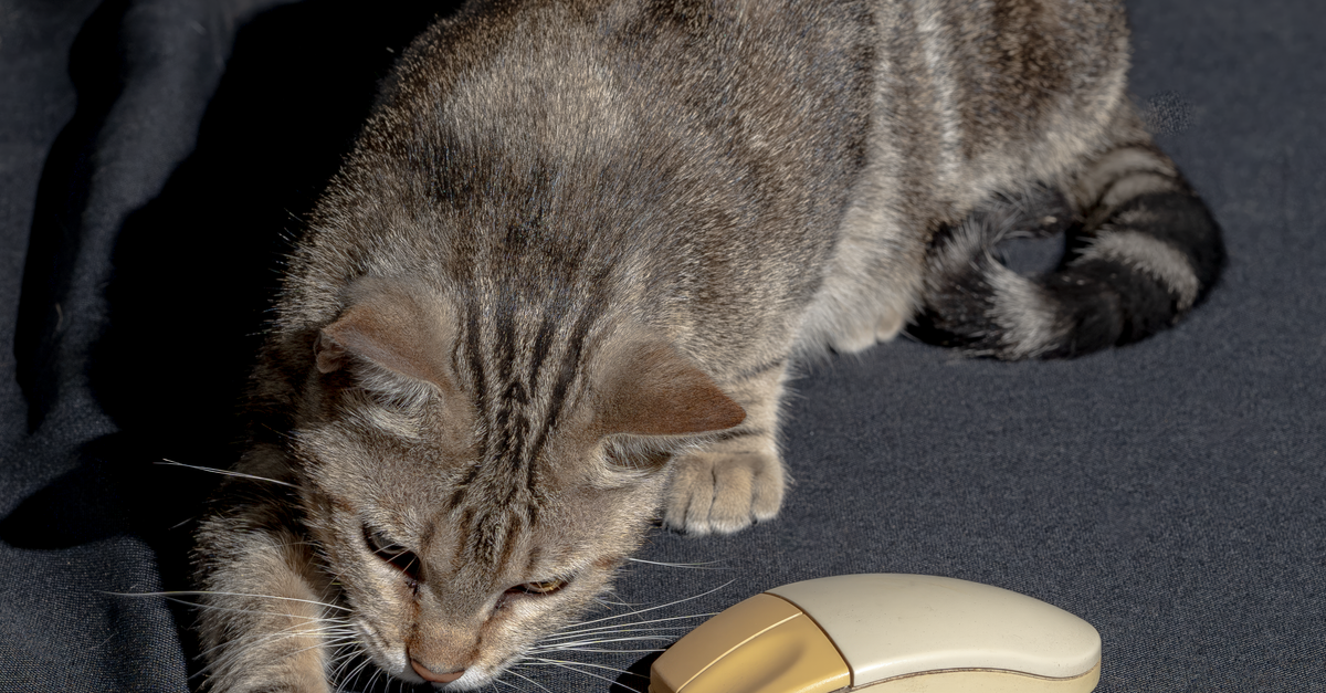 Cat Using Computer Mouse A Cat Playing with a Computer Mouse · Free Stock Photo