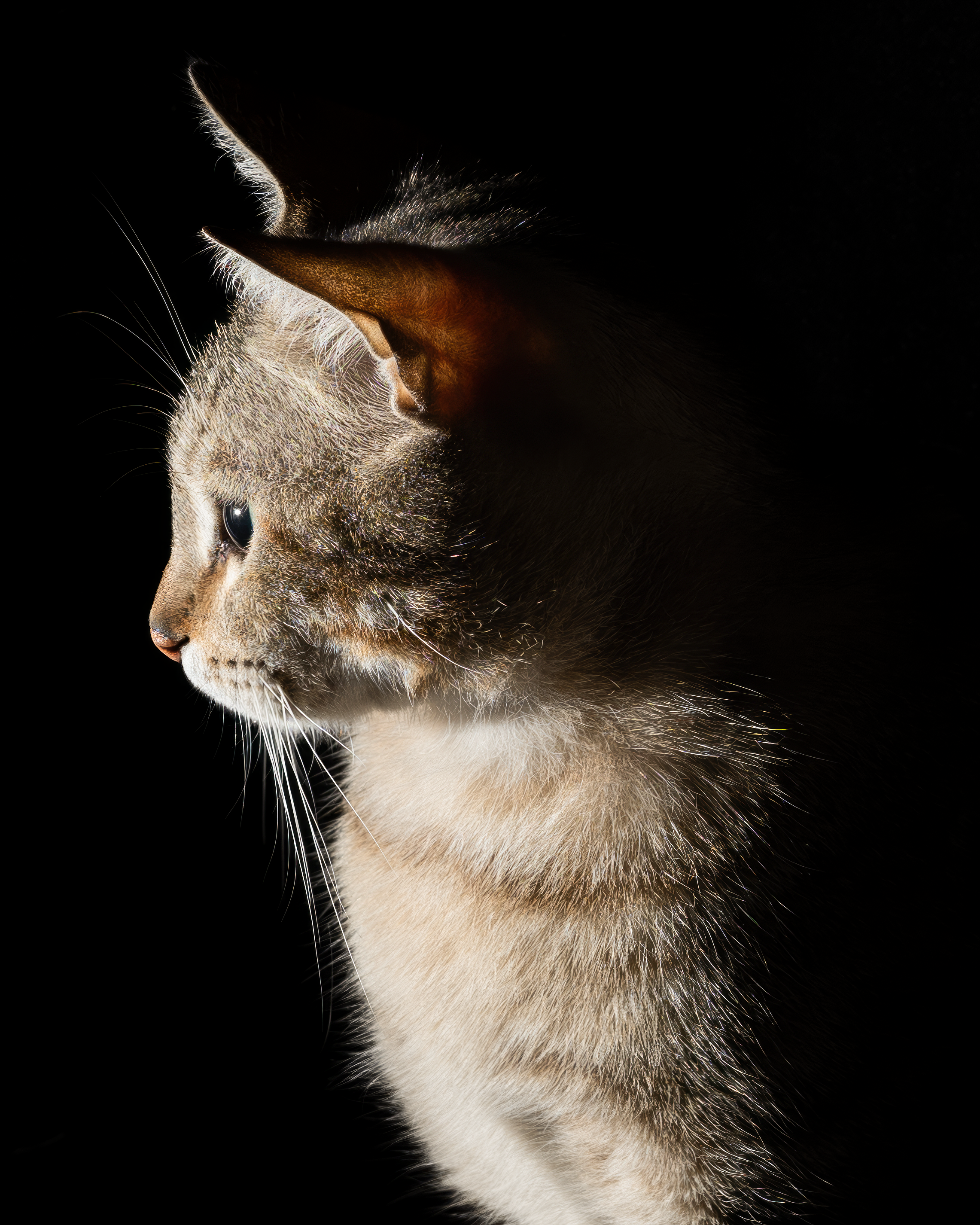 Brown Tabby Cat Sitting on Brown Wooden Stool · Free Stock Photo