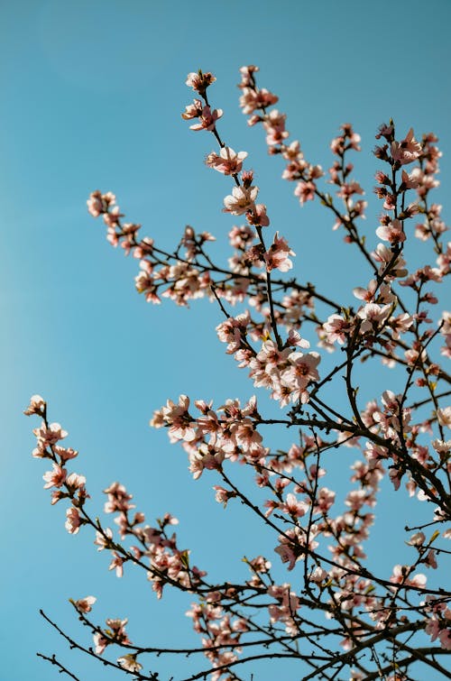Fotos de stock gratuitas de almendra, floraciones, floreciente