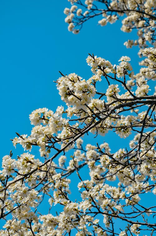 A tree with white flowers against a blue sky