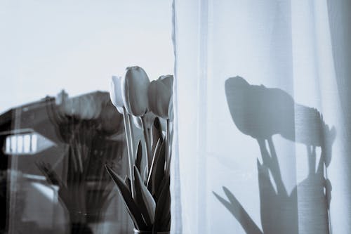 A black and white photo of a window with tulips