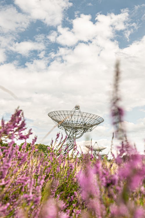 A large antenna in the middle of a field of flowers