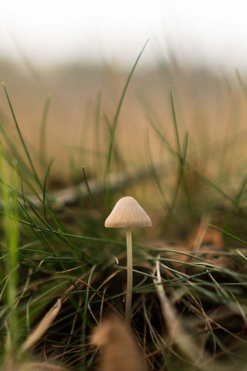 A small mushroom is standing in the grass