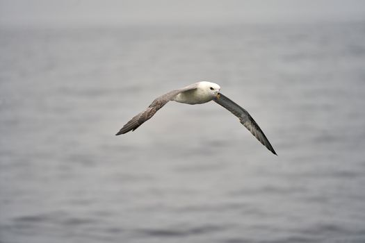 Fulmar Islands
