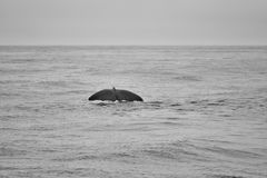 Whale Nursery Shallows