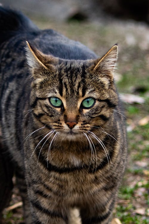 A cat with green eyes is standing in the grass