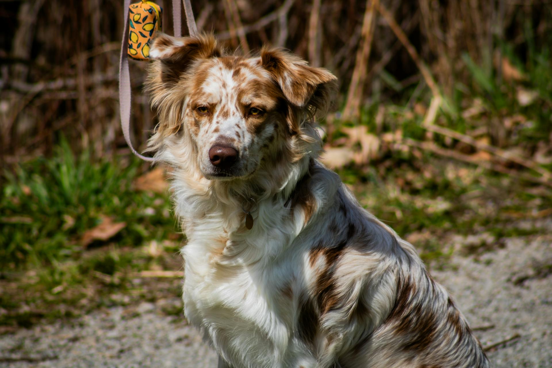 Australian Shepherd Dog