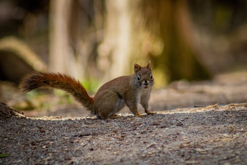Gratis stockfoto met dierenfotografie, eekhoorn, grit