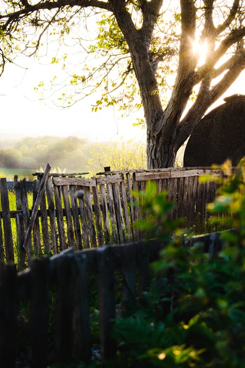 ağaç, ahşap çit, arazi içeren Ücretsiz stok fotoğraf