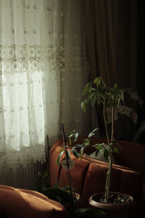 Free Inviting living room scene with decorative curtains and lush potted plants bathed in sunlight. Stock Photo