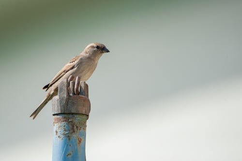 Free Sparrow on a rusty metal post Stock Photo