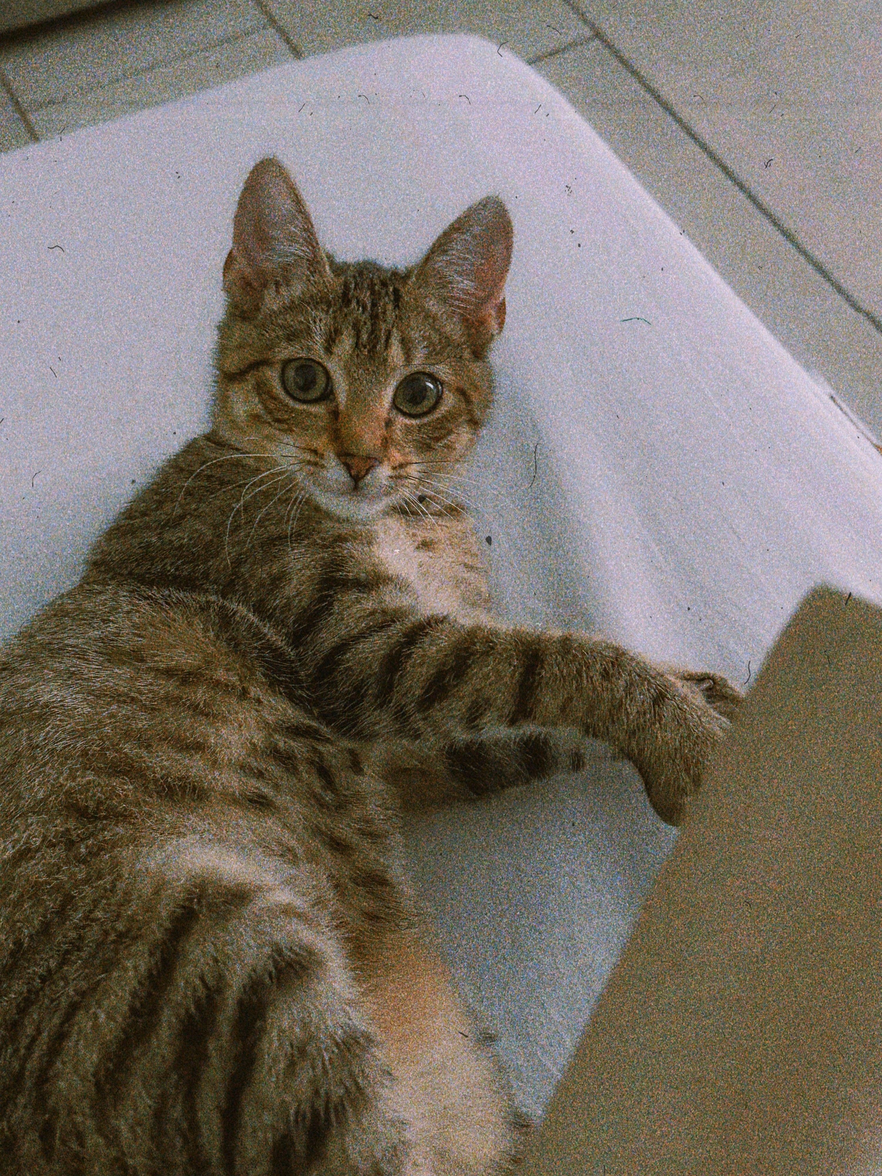 A cute tabby cat comfortably lays on a white bed, showcasing its adorable and calm demeanor.